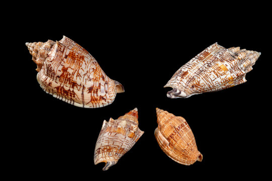 sea shells on black background, Marine seashell collecting, upper row and down left Voluta ebraea (commonly known as the Hebrew volute), a large predatory sea snail species in the family Volutidae., d