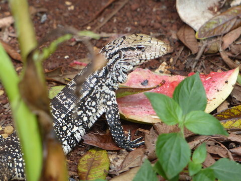 Black and White Tegu Lizard Searching for Food in Paraguay