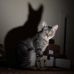 portrait of a cat with shadow © Ahmed J.R