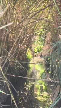 Flujo de agua por canal entre ca&ntilde;averas - reflejo boscoso de d&iacute;a ilumina el agua