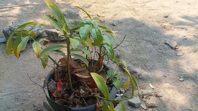 A small plant with green and yellowing leaves growing in a dark container on a dirt ground surface