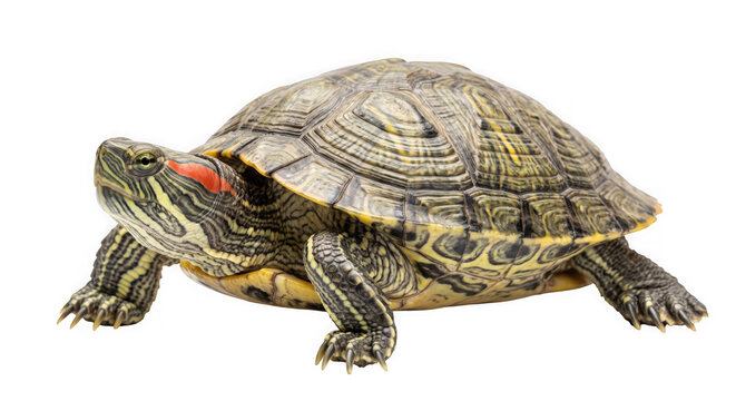 Close-up red-eared slider turtle walking on white background for pet or wildlife concept