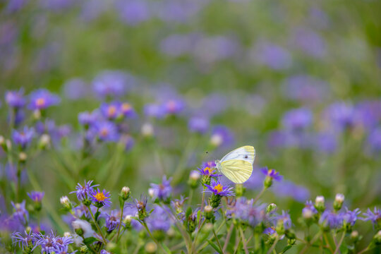 Selective focus of small butterfly perched violet blue flowers in garden, Aster macrophyllus (Twilight) or Eurybia macrophylla, A genus of flowering plants in the family Asteraceae, Natural background