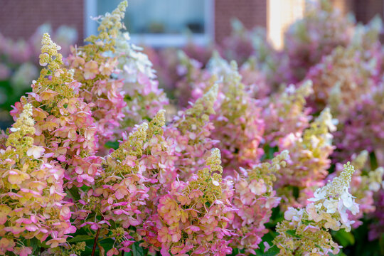 Selective focus of bushes of Hydrangea paniculata flowers in the garden, White pink hortensia, Panicled hydrangea is a species of flowering plant in the family Hydrangeaceae, Natural floral background