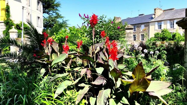 Red canna lilies and palm leaves growing in a sunny garden with stone houses in the background. Ideal for botanical photography, tropical garden design, and travel blogs.