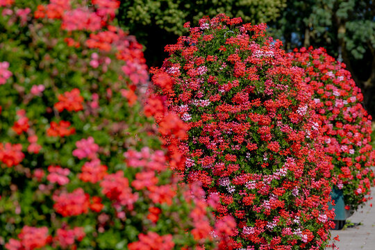 Selective focus a bushes of red flowers on footpath, Sweet scented geranium, Purple pink flower (Rozen Pelargonium) Pelargonium graveolens is an uncommon Pelargonium species, Natural flora background.