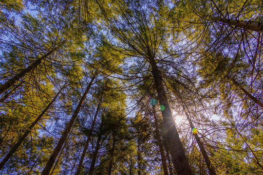 Late summer, Beginning of autumn, Lush trees trunk in the forest, A pine is any conifer in the genus Pinus of the family Pinaceae, Pinus is the sole genus in the subfamily Pinoideae, Nature background