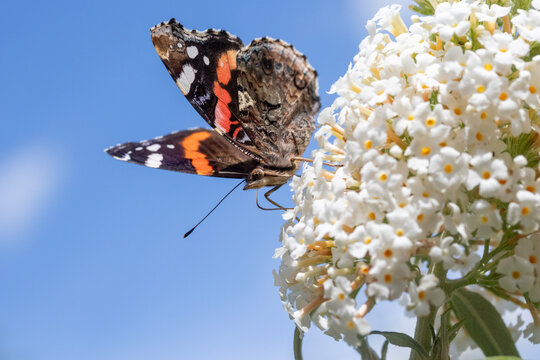 Red Admiral Butterfly (Vanessa atalanta) on 
Buddleja davidii Ivory