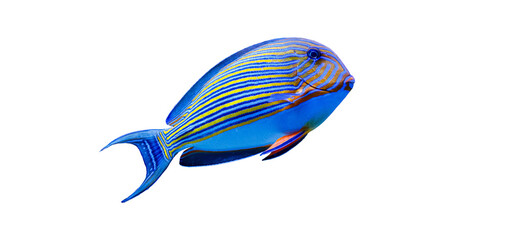 Naklejka premium Beautiful isolated marine acanthurus fish profile. Graphic element for school biology textbooks, world oceans day stickers, kids learning flashcards and decorative prints