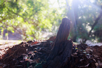Fototapeta premium Tree stump standing in forest with sun rays Background 