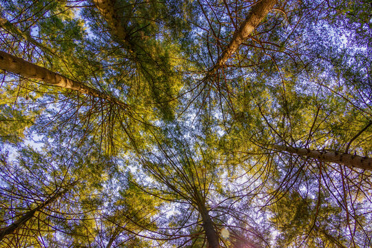 Late summer, Beginning of autumn, Lush trees trunk in the forest, A pine is any conifer in the genus Pinus of the family Pinaceae, Pinus is the sole genus in the subfamily Pinoideae, Nature background