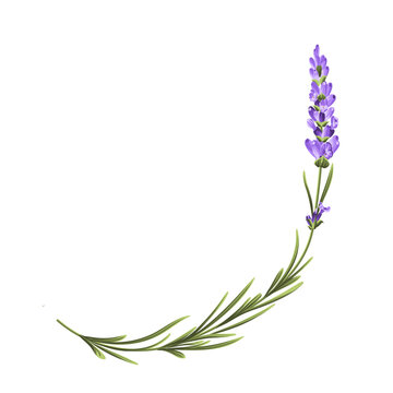 Elegant purple lavender bouquet on white, vector illustration