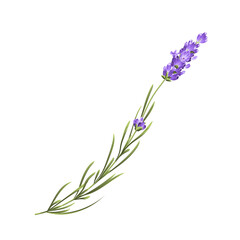 Fototapeta premium Purple lavender flower vector botanical element on white background