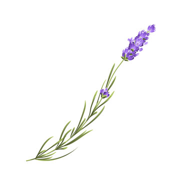 Purple lavender flower vector botanical element on white background