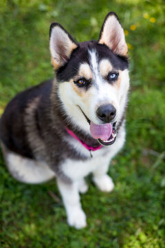 A Husky dog with heterochromia looking up at the camera