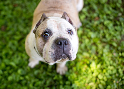 An English Bulldog with cropped ears