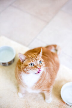An overweight shorthair cat licking its lips next to empty food bowls