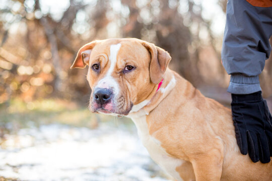 A Pit Bull Terrier mixed beed dog looking sideways