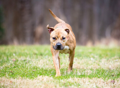 A Pit Bull Terrier mixed breed dog walking toward the camera