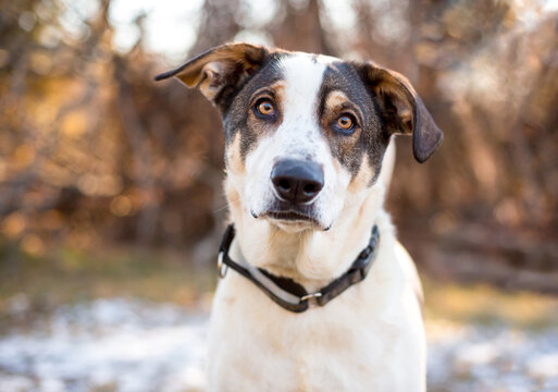 A mixed breed dog listening with a head tilt