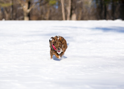A mixed breed dog running through the snow