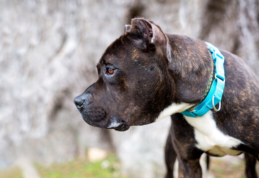 A Cane Corso mixed breed dog with cropped ears
