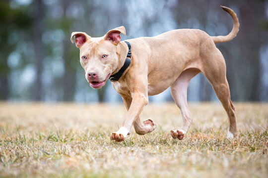 A Pit Bull Terrier mixed breed dog walking outdoors