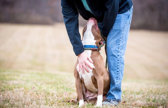 A person petting a Pit Bull Terrier mixed breed dog