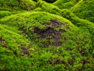 Vibrant green moss covering rolling earth mounds in a natural outdoor environment. © RJuniantoro_