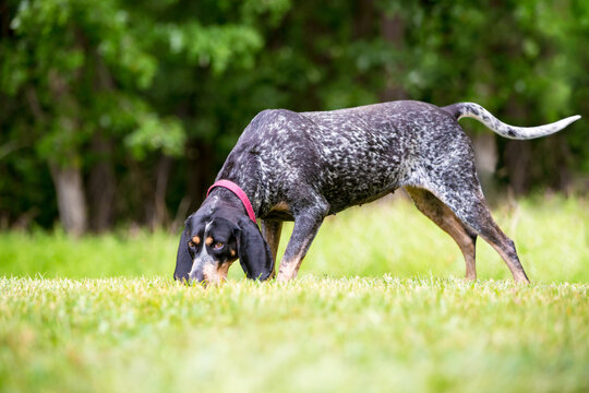 A Bluetick Coonhound dog sniffing the ground
