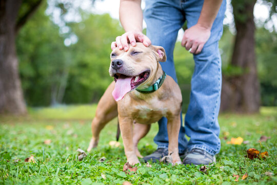 A person petting a Pit Bull Terrier mixed breed dog on its head