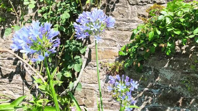 Blue agapanthus flowers blooming near an ancient stone wall covered in green ivy. Perfect for botanical articles, gardening guides, and wall decoration backgrounds.