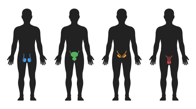 Set of human body silhouettes highlighting various pelvic and reproductive organs in distinct colors for medical education, healthcare diagnosis