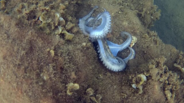 Octopus changing color and texture to blend into the surrounding rocks and algae, showcasing its natural camouflage ability