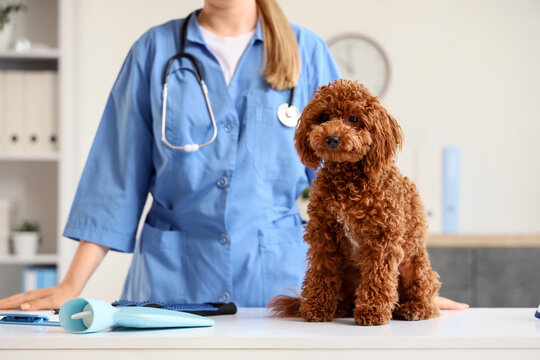 Pet healthcare and veterinary care, cute poodle dog at a vet appointment with a veterinarian in a clinic