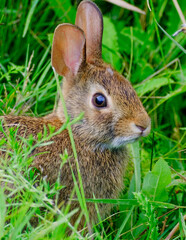 rabbit in the grass © Stephen