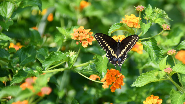 Swallowtail Spread on Orange Lantana Hero Image With Copy Space