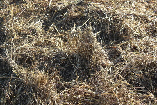 Close-up texture of dry golden straw and hay background for agricultural and farming design