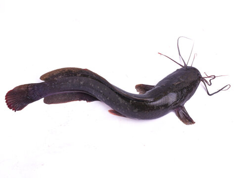 Ikan lele. Catfish isolated on white background, showing its elongated body, smooth skin, distinctive barbels, and natural dark coloration.