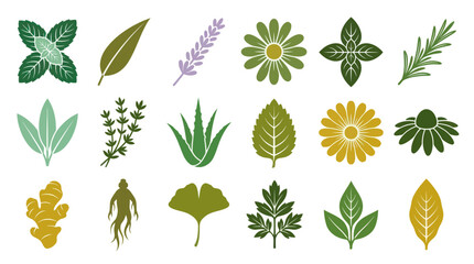 Fototapeta premium Flat Vector Icons: Medicinal Herbs, Plants, and Flowers for Natural Health Herbal Medicine Illustrations