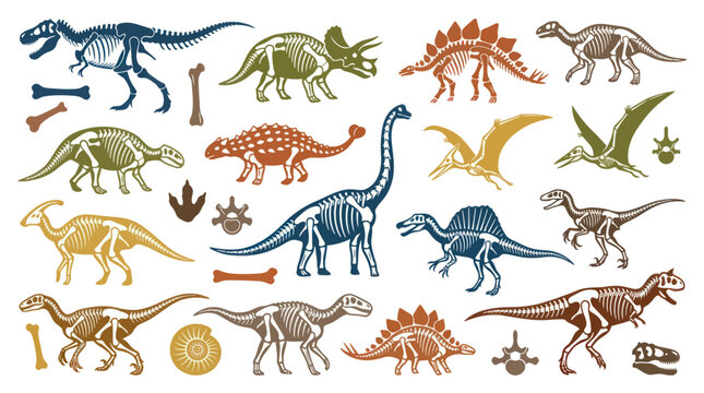 Paleontology Stylized Vector Illustration Set: Dinosaur Skeletons, Fossils  Prehistoric Bones