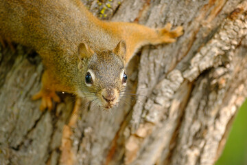 squirrel on a tree © Stephen