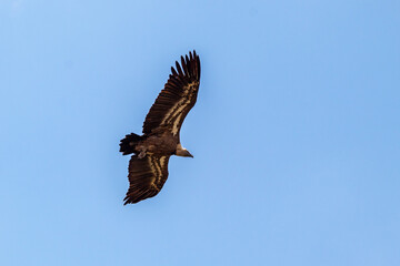 Fototapeta premium Griffon vulture flying with wings spread in natural environment