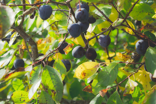 Ripe blue plums hanging on branches with autumn foliage and sunlight