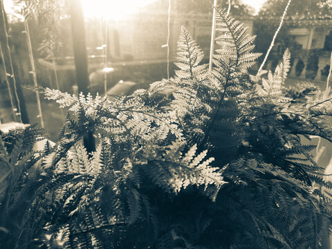 Fern leaves behind glass with sepia tone and backlight