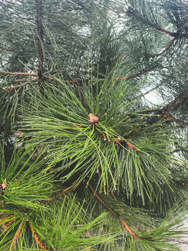 Pine tree branches with long green needles and red male cones