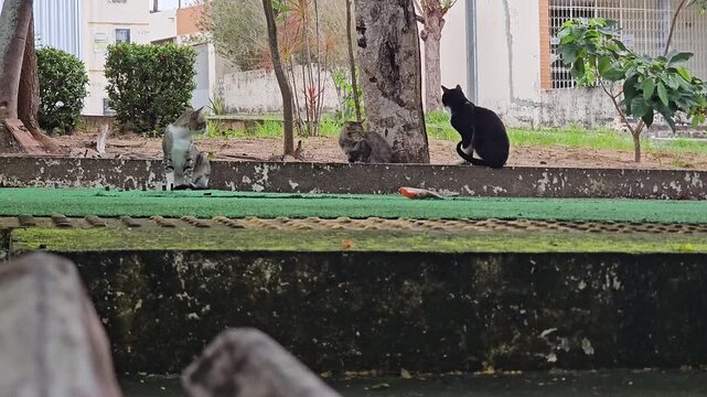 A black cat sits facing away from the camera, while another cat looks on in the distance among plants and overgrown grass