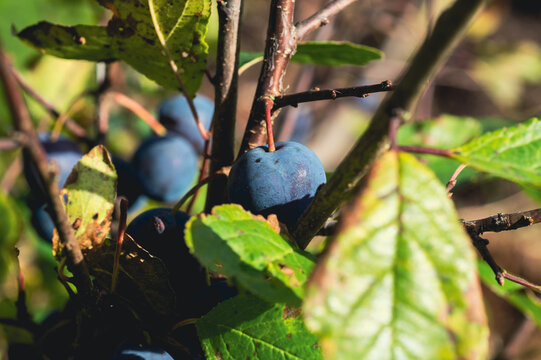 Ripe blue plum growing on branch with green leaves in sunlight