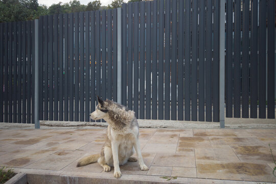 Sitting husky dog in front of modern vertical slat fence