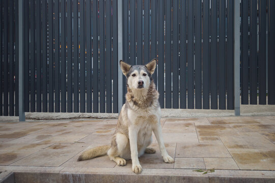 Stray husky dog sitting alone outdoors looking at camera